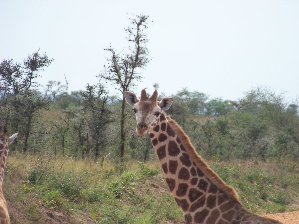 IanRFDalton's tweet photo. Kenya photos as #Giraffeproject team prepares for #Kenyatrip2016 https://t.co/8HHwRyi4gK https://t.co/0alvumM7Yj