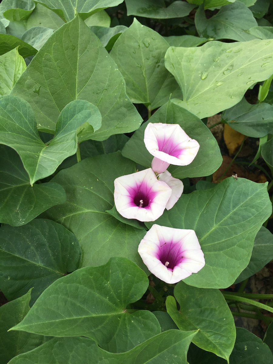 백년만에 한번 핀다는 고구마꽃.
행운이 온다는,,
당신에게 드려요~💕