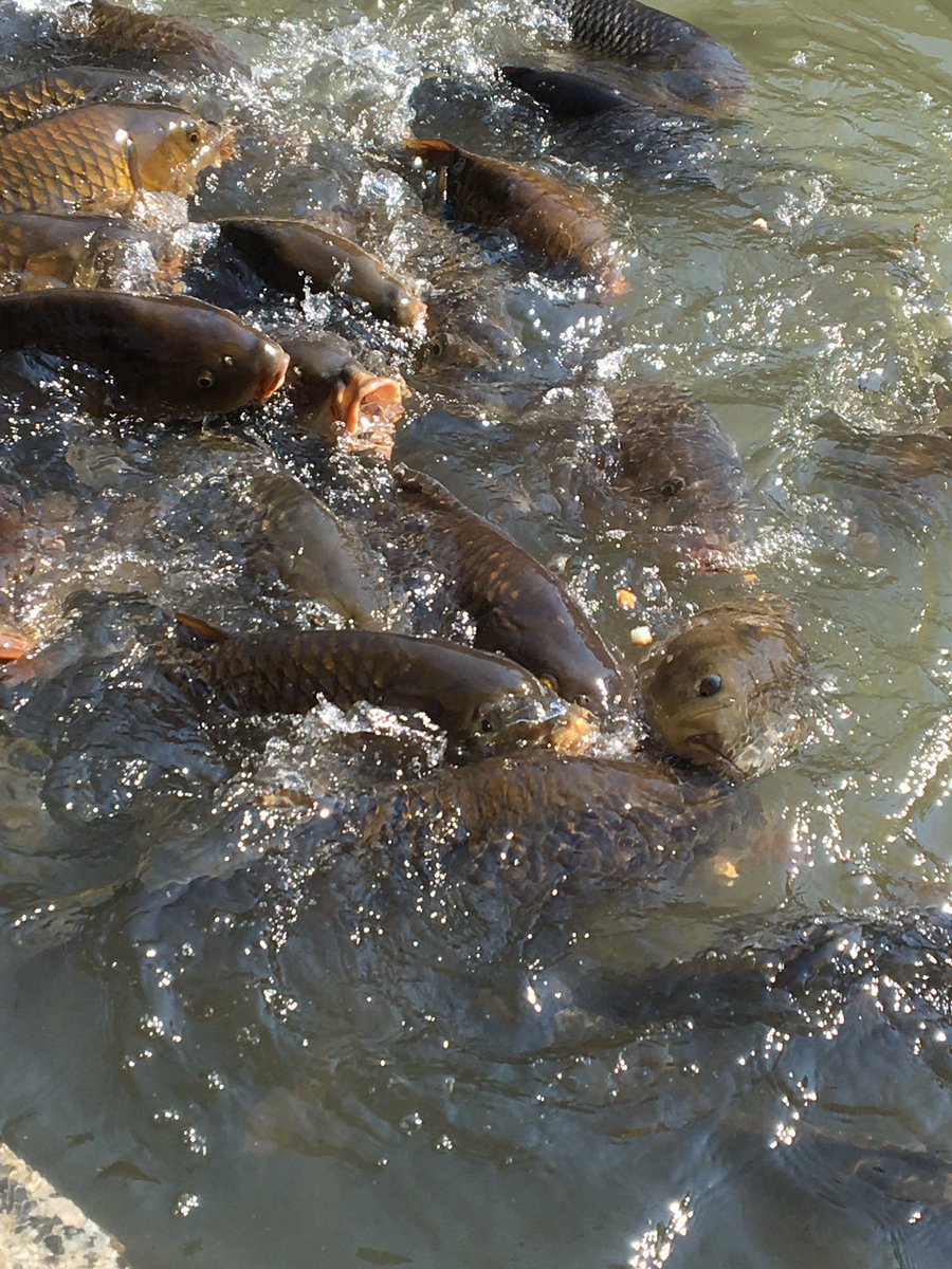 パンを欲する鯉を尻目に食べ続ける亀の写真がまるで地獄のよう 本当鯉は怖い いつか進化しそう Togetter