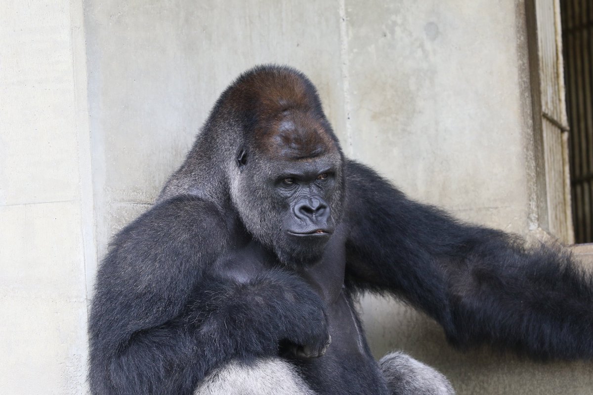 ニシローランドゴリラ Western Lowland Gorilla Japaneseclass Jp ニシローランドゴリラ Western Lowland Gorilla Japaneseclass Jp