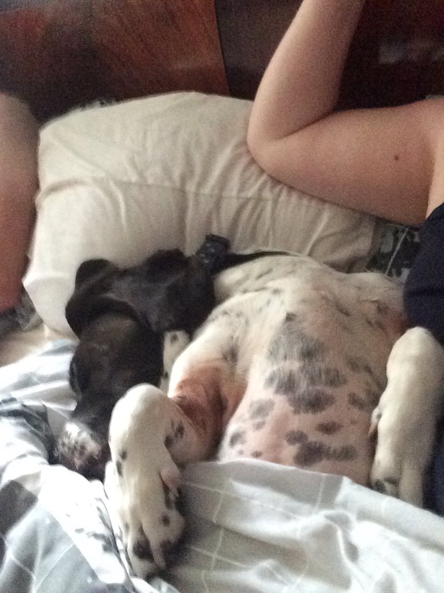 HarrisKeri's tweet photo. @codylong59 @dogcelebration someone got comfy this morning! #Springbatt #cuddlebuddy https://t.co/080YcnHe9R