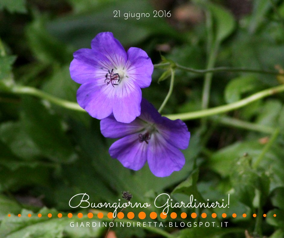 giardinoindiret's tweet image. #fiore di Geranium 'Rozanne', buongiorno giardinieri e buona Estate! bit.ly/28LxbUI #giardinoindiretta