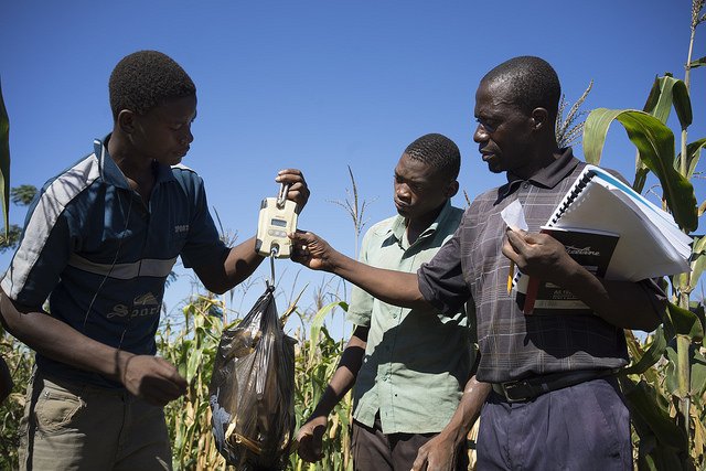 CIMMYT's tweet photo. #Maize breeding not keeping up with projected #climatechange, what can we do? https://t.co/26URIuBFJU @cgiarclimate https://t.co/vK6u50ugIb