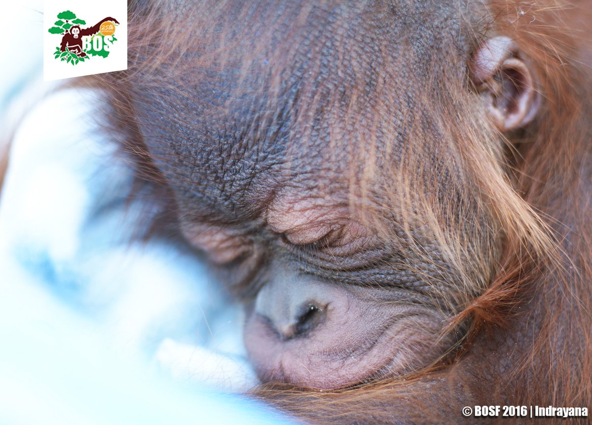 bornean_OU's tweet photo. After conducting a thorough examination, #BOSF discovered he was actually a newborn aged less than two weeks! https://t.co/4xhtvBI0gV