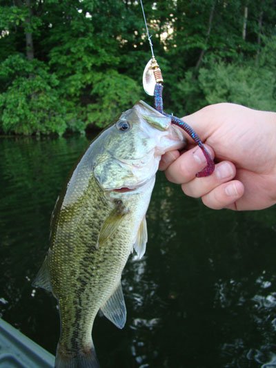 ChrisGoesPro's tweet photo. Caught 7 bass today on a $1 lure, shows that you don't need loads of money to catch fish!
https://t.co/h8jarKeAbE https://t.co/fosqHCZYgz