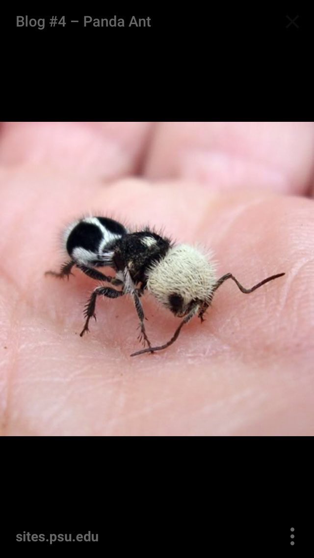 #DidYouKnow that every part of a bee's body is covered in hair, including its eyes! 🐝🐝🐝