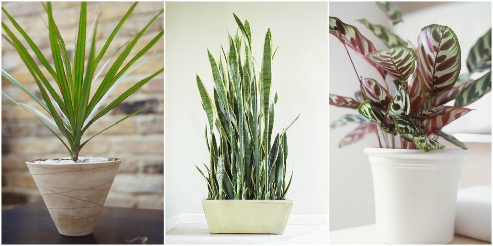 10 houseplants that can survive even the darkest corner buff.ly/28JSUcU