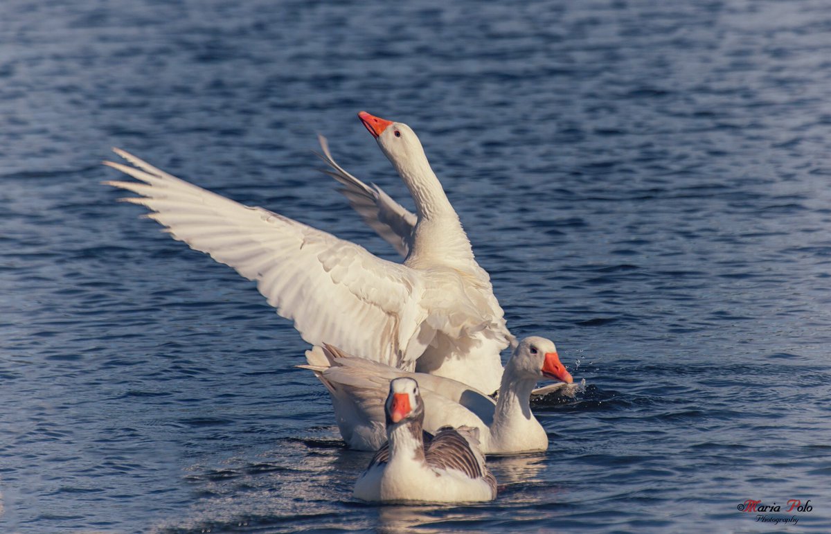 merys80's tweet image. #BuenosDías
Welcome #Summer! 
© María Polo
#Fotografia #Thephotohour #Pintofotografia 
@unasfotosaldia