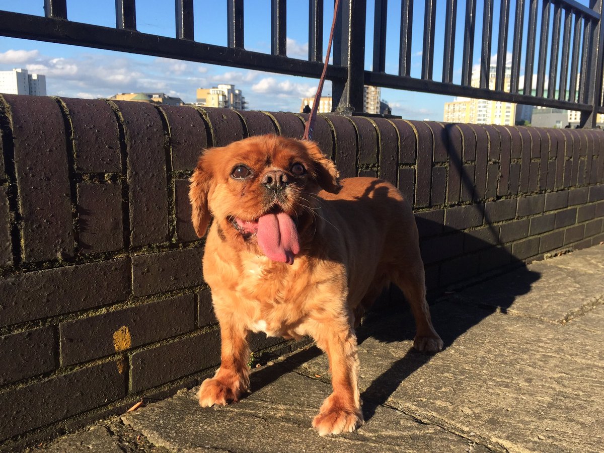 krismcgee's tweet photo. @The_Blue_Cross Betty enjoying a walk along the river in the summer sun #suppawt https://t.co/B92IrSaPIv