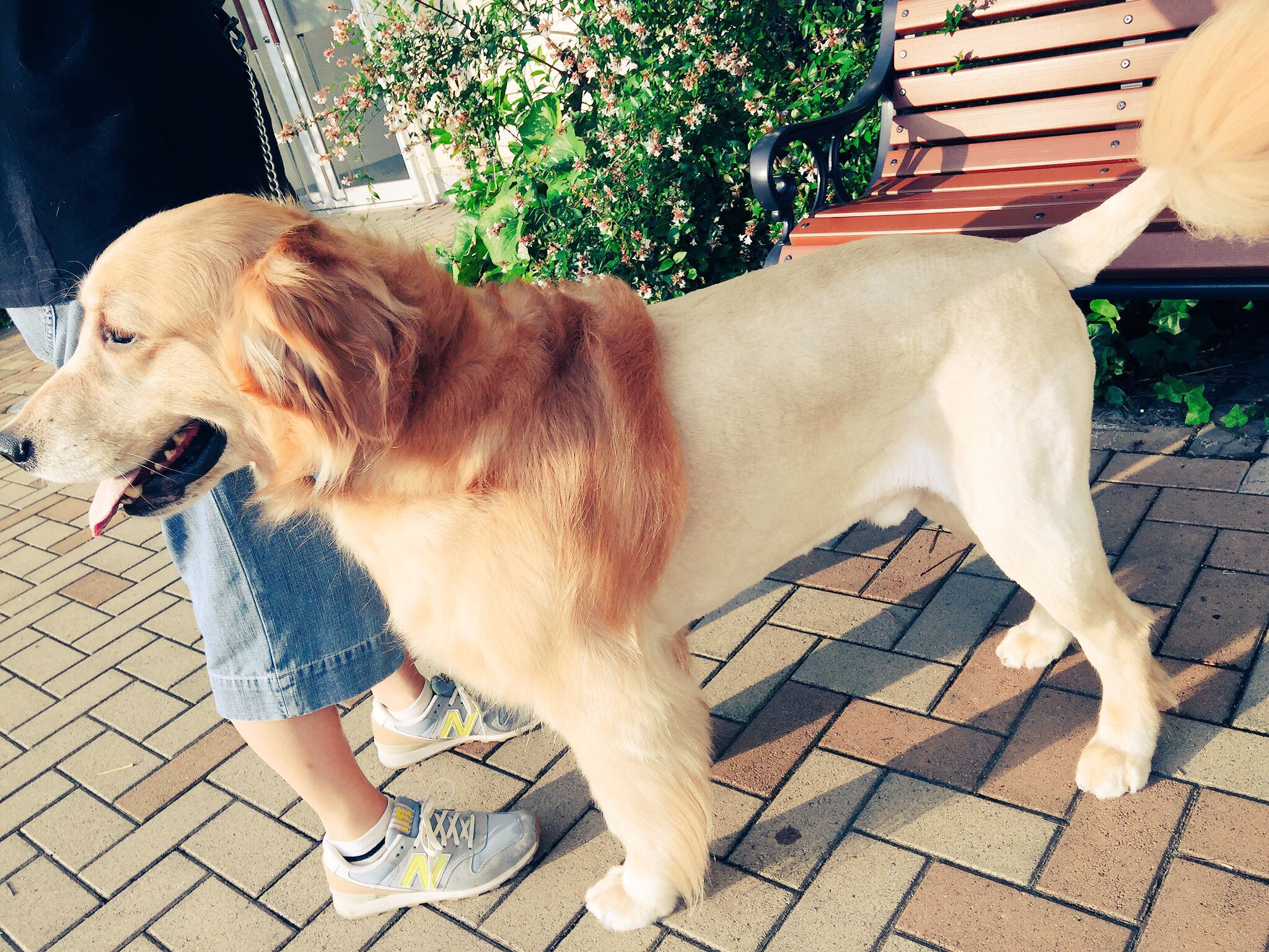 リオン ゴールデンレトリバー 新しい家族です リオンです 笑 ゴールデンレトリバー サマーカット ライオンカット T Co E0wzu49xpe Twitter