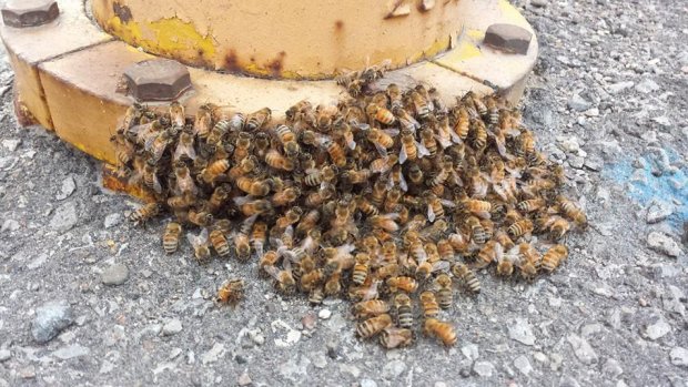 A #swarm of #bees clustered around a fire hydrant. Story about how they were saved: bit.ly/28JoYhy