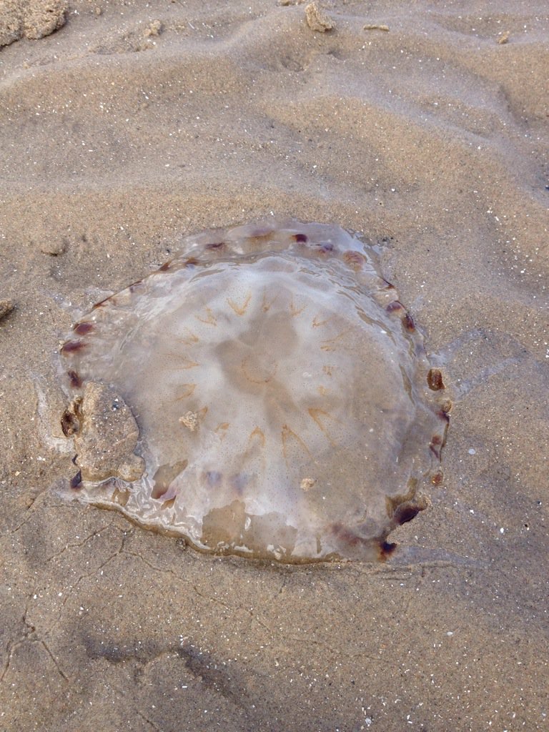 KensingPrimary's tweet photo. Wow nursery found a jellyfish #beachexplorers https://t.co/aGZnFuxax7