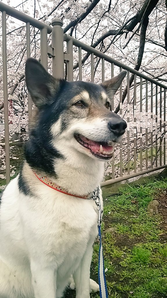 シベリアンハスキーのミックス犬まとめ 柴犬 ポンスキー ごベリアン 2ページ目 Petfull
