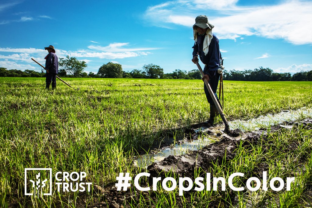 CropTrust's tweet photo. #DidYouKnow that for half the world, rice makes up 80% of every meal? #RiceInColor
https://t.co/m4vFtVsp4Q https://t.co/g13uG5whHX