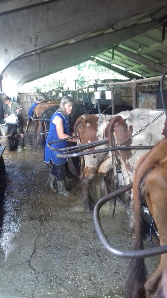 В Ульяновске открыли спецлагерь для тёлочек