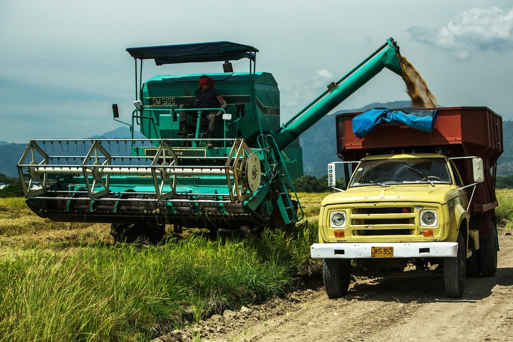 CropTrust's tweet photo. Colombia produces more than 2.4 million tons of rice every year, nearly tenth of Latin America’s total #RiceInColor https://t.co/JzYgkAl0Mx