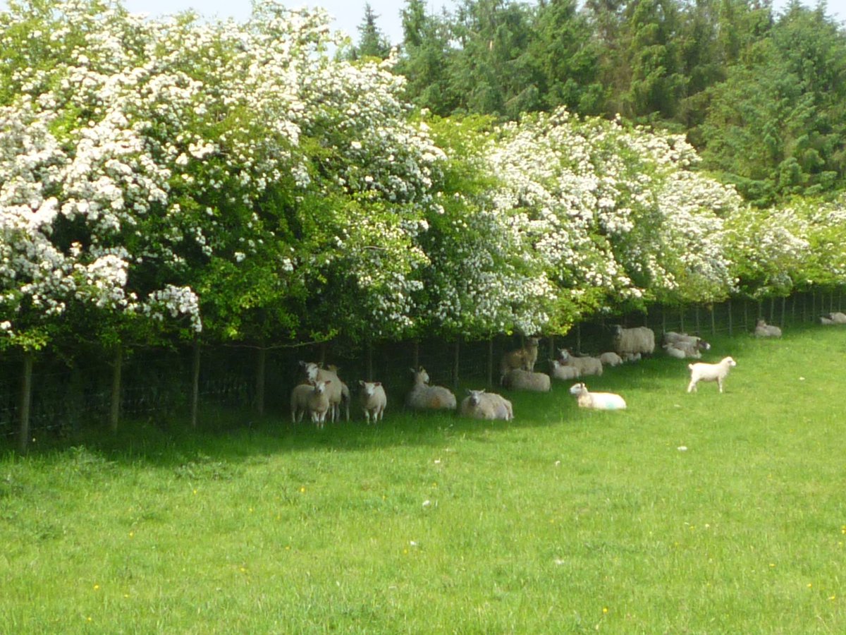 stayryehillfarm's tweet photo. Our sheep were hiding from the sun under the Hawthorn hedges. #northeasthour #farmlife https://t.co/oANSteyqMg