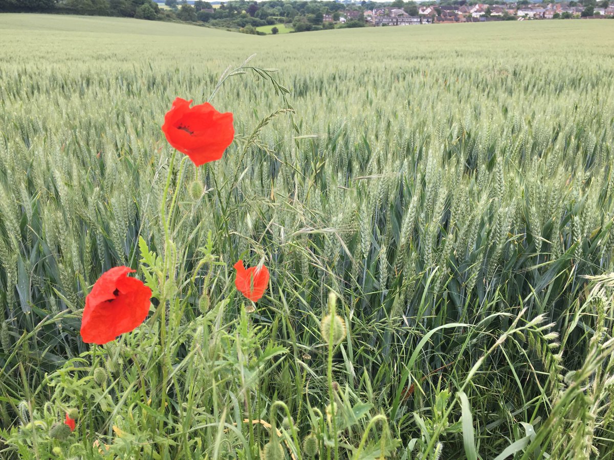#Hertfordshire #poppies  love them!