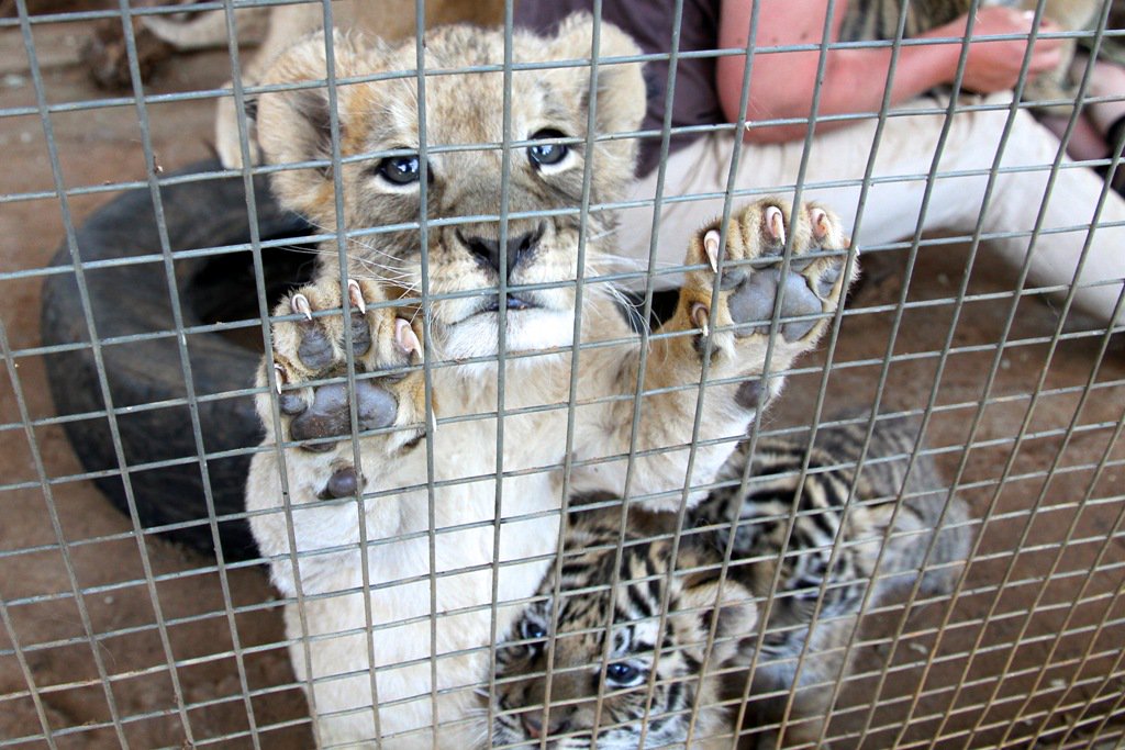 Blood_Lions's tweet photo. BREAKING NEWS: “Born to Live Wild” Pledge initiated by Tour Operators Worldwide
https://t.co/QVCo7oGMxM #BLOODLIONS https://t.co/UDxXTyocr5