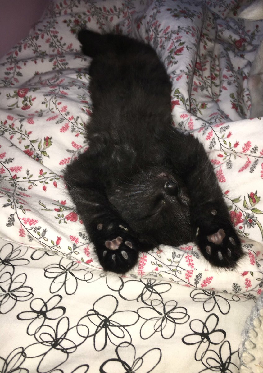 dexfhockcoed's tweet photo. Welcome our new team mascot, Luna! She'll be joining us at all of the Monday sessions‼️ #kittenfhock https://t.co/U2AgmHzD8d