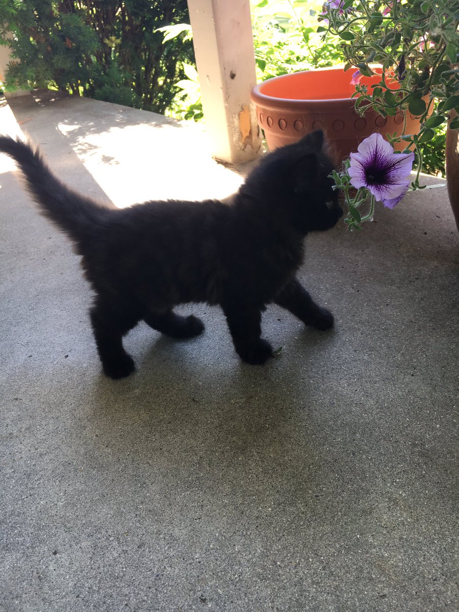 dexfhockcoed's tweet photo. Welcome our new team mascot, Luna! She'll be joining us at all of the Monday sessions‼️ #kittenfhock https://t.co/U2AgmHzD8d