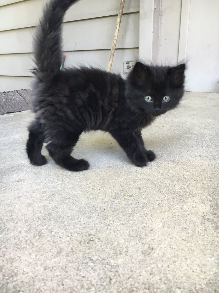 dexfhockcoed's tweet photo. Welcome our new team mascot, Luna! She'll be joining us at all of the Monday sessions‼️ #kittenfhock https://t.co/U2AgmHzD8d