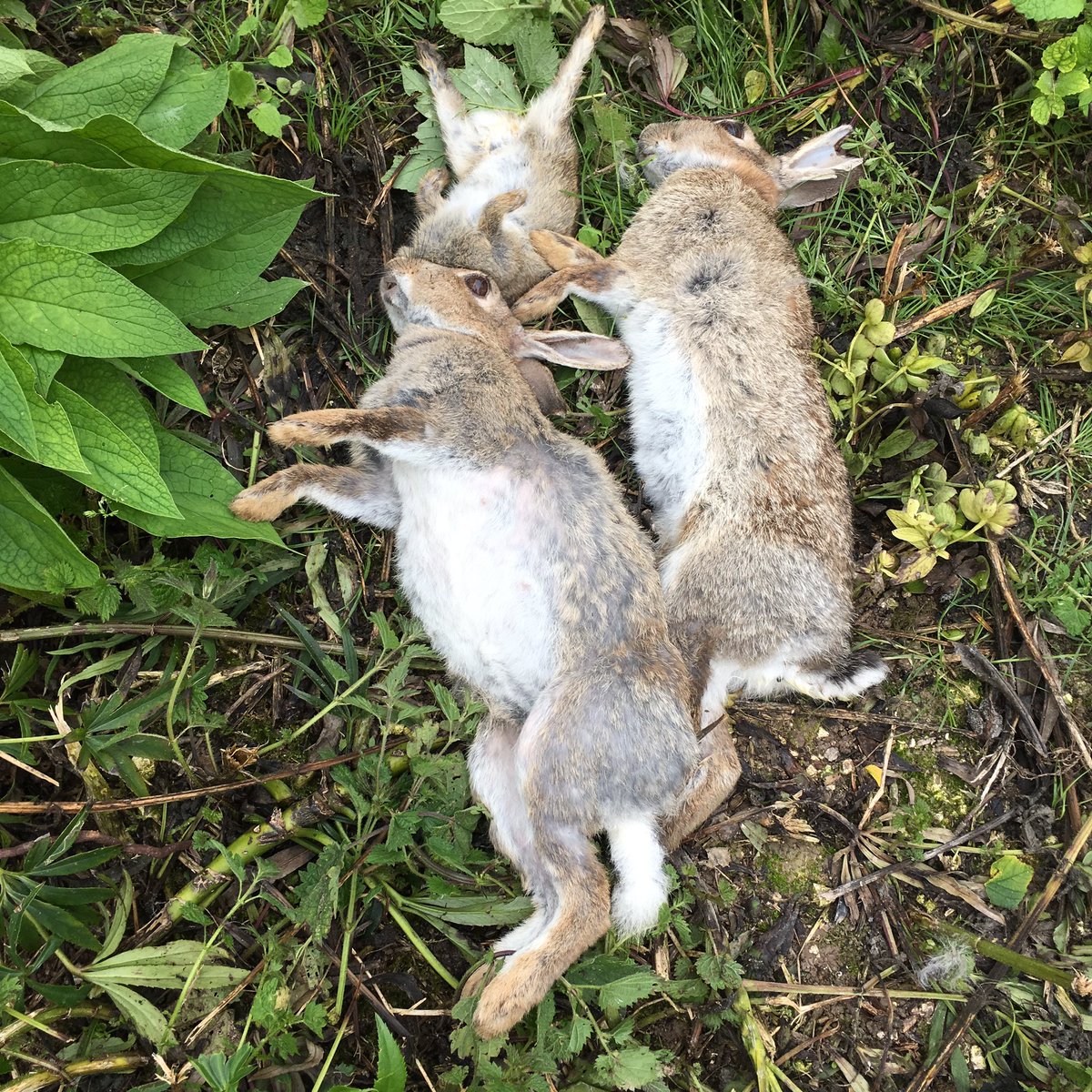 katemclean's tweet photo. Albino ferrets catch rabbits to make #Roman #smells! #research #creativePhD @EdwardUden @hannahplatts1 @CPBRA_CCCU https://t.co/4Bs22H2pXS