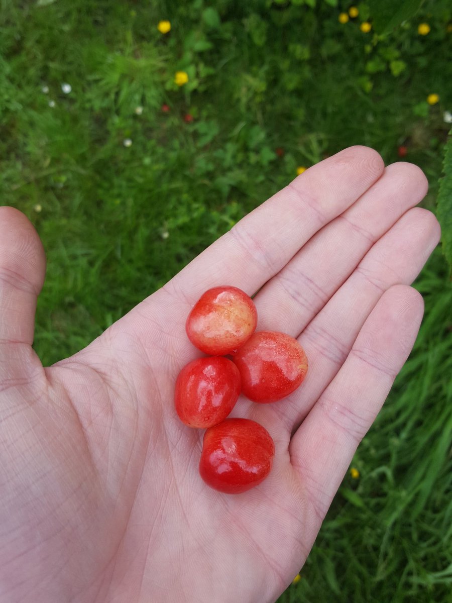 MrRatSuper's tweet photo. Miam miam des cerises en été lol #ypleut https://t.co/lGDpwfSfkk