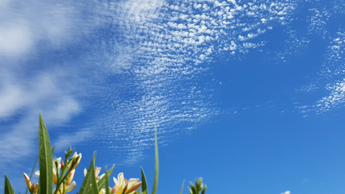 MeteoElRealon's tweet photo. #ComparteTuFotoDelDia
#Cirrius #Picassent https://t.co/YnQ1jqUWE7