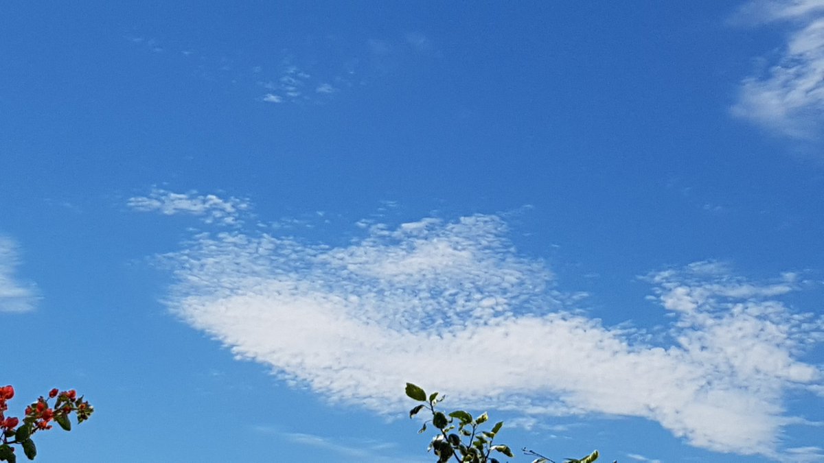 MeteoElRealon's tweet photo. @Preven_IIFF_CV @oratge_LTV @Alicantinius_69 @Tiempo_Valencia @MeteoCaudete @MeteoBetera
#Cirrius #Picassent https://t.co/zxKbK1kaa7