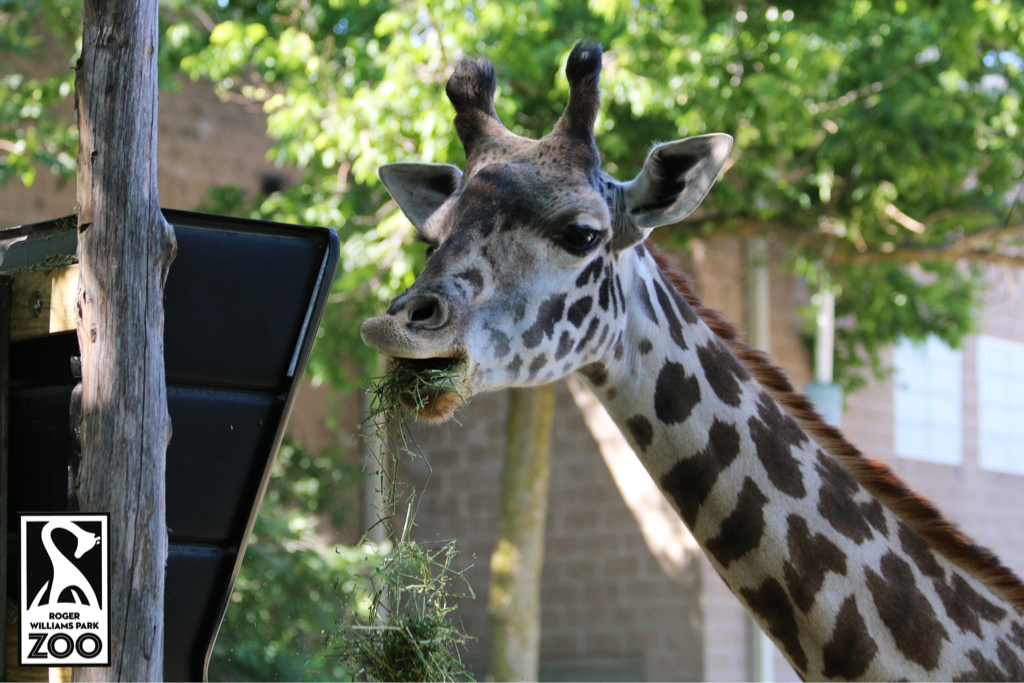 RWPZoo's tweet photo. It's #WGD2016! Let's celebrate these amazing animals, & raise awareness for the challenges they face. https://t.co/e01j63xwNk