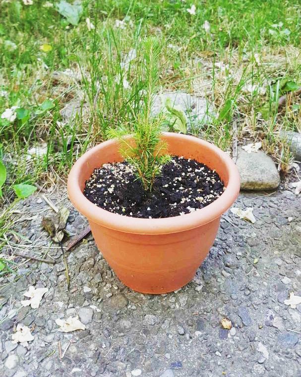 marchofdimescda's tweet photo. Attended this year's #ABDinner16? Don't forget to pot the plant π±π² from your table - https://t.co/B3unVP7InA https://t.co/a49fIrOhW3