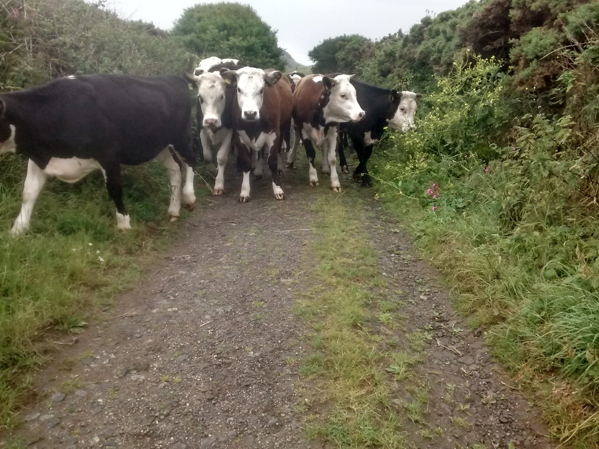grassfedsheep's tweet photo. TB testing yearlings to sell hopefully at Hallworthy lovely bunch cattle so fingers crossed #faing #cornwall https://t.co/E8PdvcVqbY