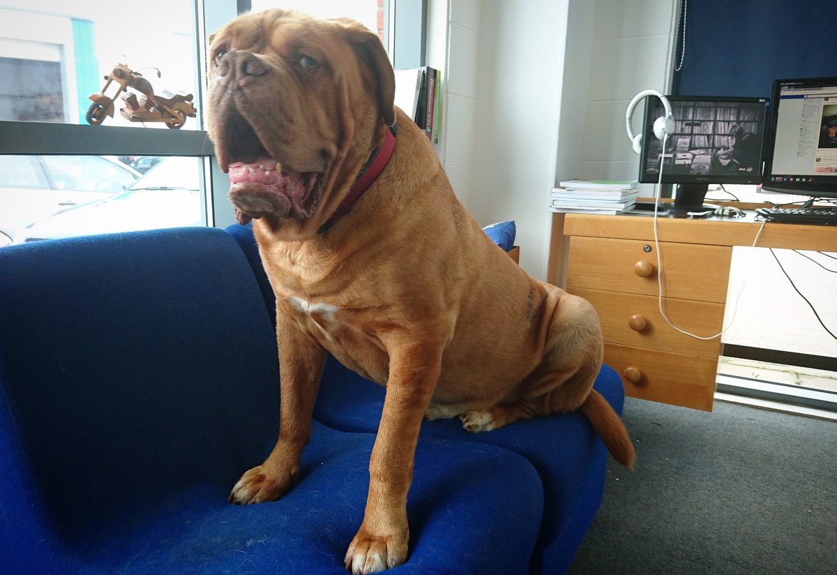 G2RDesign's tweet photo. My office assistant, not really assisting. Although he has been busy greeting the clients of next door's business https://t.co/PcGMcN6BI2