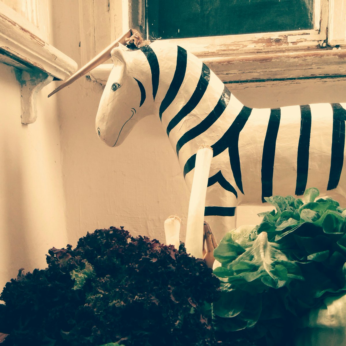 SocialCenterLei's tweet photo. Elli das einhörnige Zebra hat auch schon mächtig Hunger! Bis 18:00 wird es sich wohl noch gedulden müssen. https://t.co/GJU3aXabc7