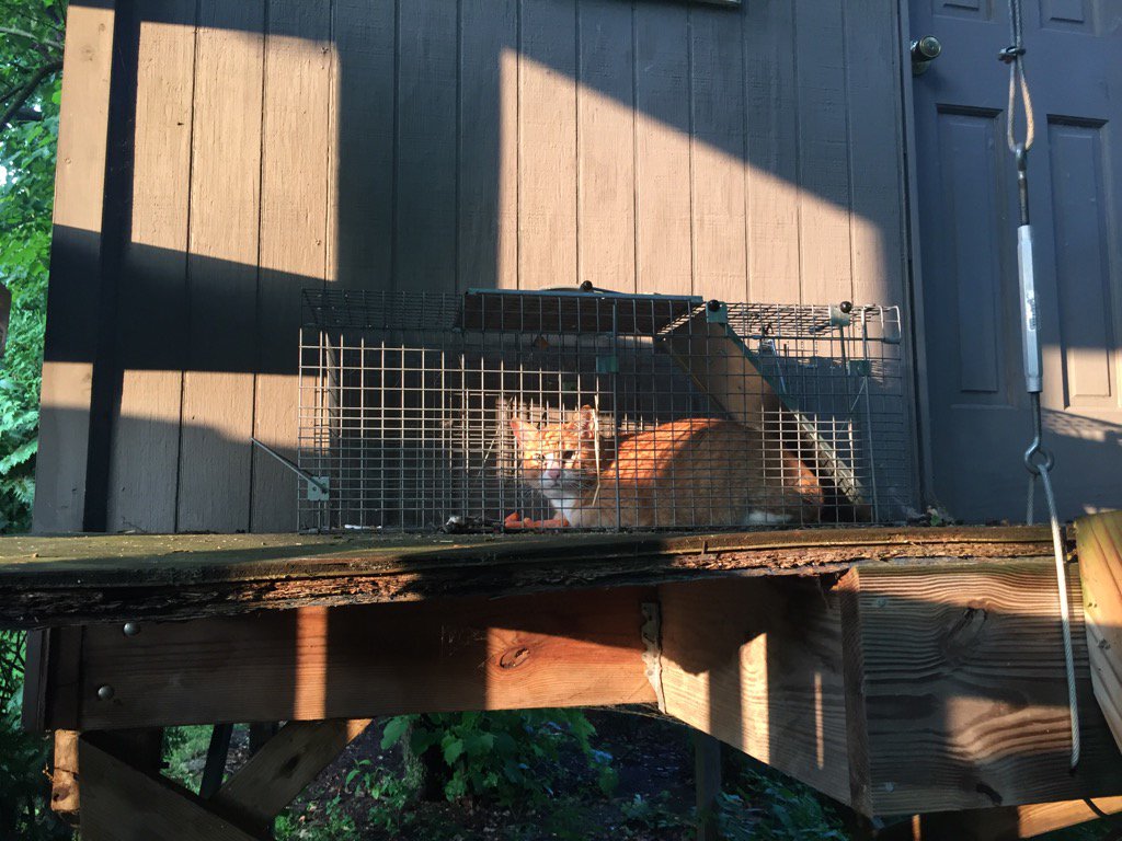 SlushRinger's tweet photo. When trying to trap coons, you know what's funnier than catching neighborhood cats?Catching your own cat. #TrapsWork https://t.co/G5fRv0Rkta