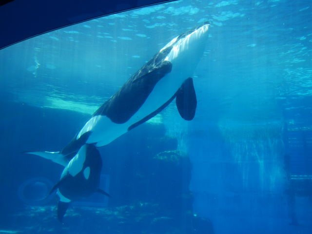 ｔｏｍ ｈ 名古屋市港区にある 名古屋港水族館に行ってきました 北館と南館の二つの建物に 世界最大級の水槽があり イルカや シャチなどが優雅に泳いでいたりして 眺めているだけで 心が癒されました