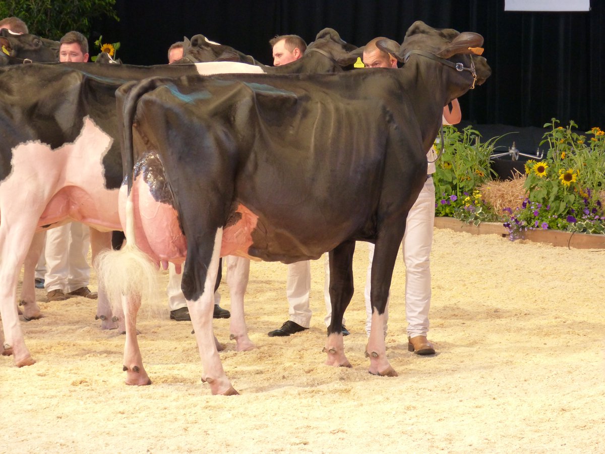 youtu.be/g8zQO4IFxjI schitterende volwassen koeien in Colmar