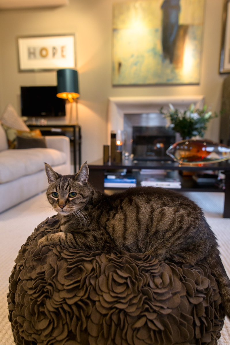 Nkbespoke's tweet image. Taking #inspiration from one of our client's cats for #InternationalYogaDay. #interiordesign by @JaneBatesIntDes