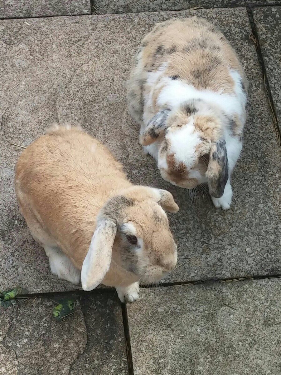 ArnoldShmarnold's tweet photo. @bluecross_BAC @rabbitawareness #RabbitAwarenessWeek #buddiesforbunnies Binty and Timmy best buddies for life https://t.co/mJvkoM7DBr