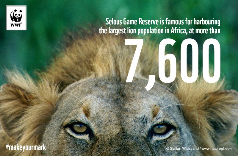 nashmia's tweet photo. Home to the largest population of lions in Africa, Selous needs YOUR help! → https://t.co/pWSwXFvE3n #makeyourmark https://t.co/OgOzkLXQLh