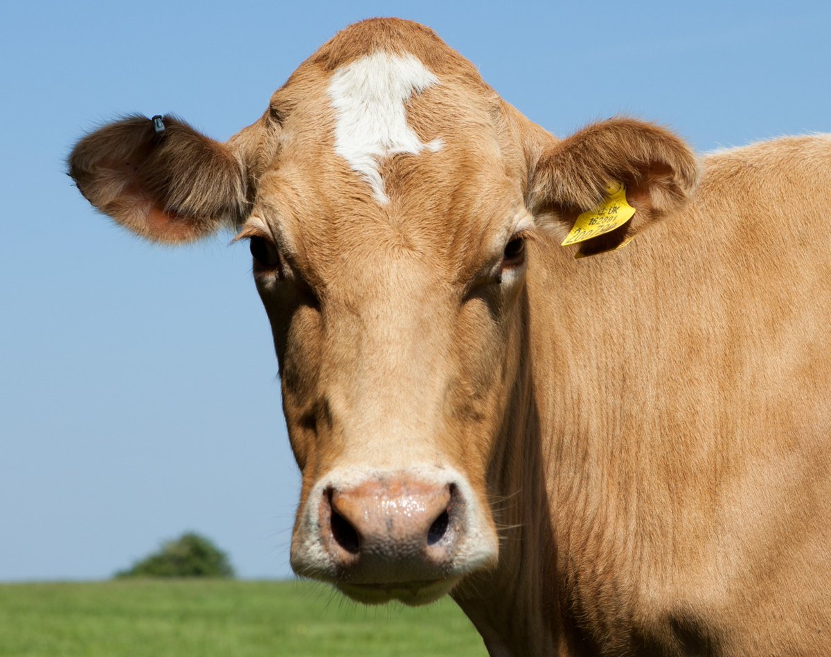 EthelGuernsey's tweet photo. If I do say so myself...@NellsDairy milk is delicious, and produced from a lovely set of cows too! https://t.co/XfHr4pXJ0x