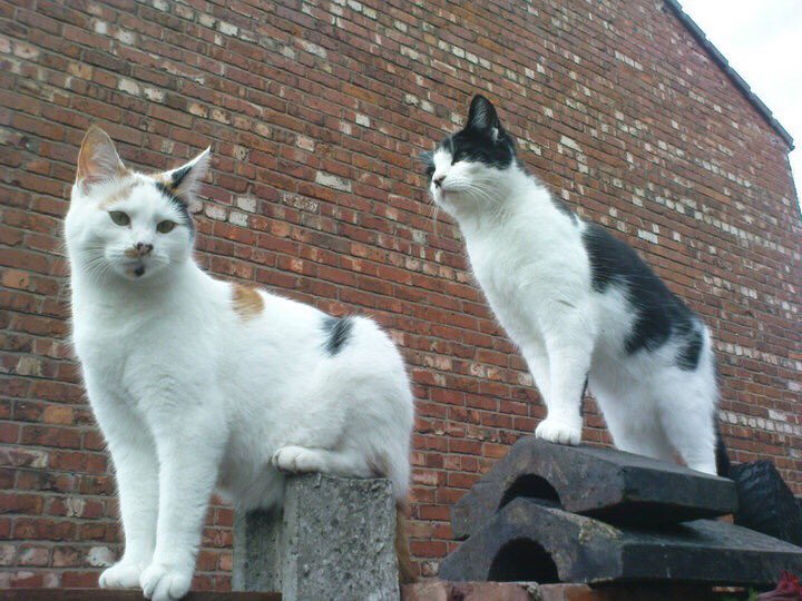 zoesg3's tweet photo. Better together #CatsAgainstBrexit https://t.co/dLtDJHw1Nb