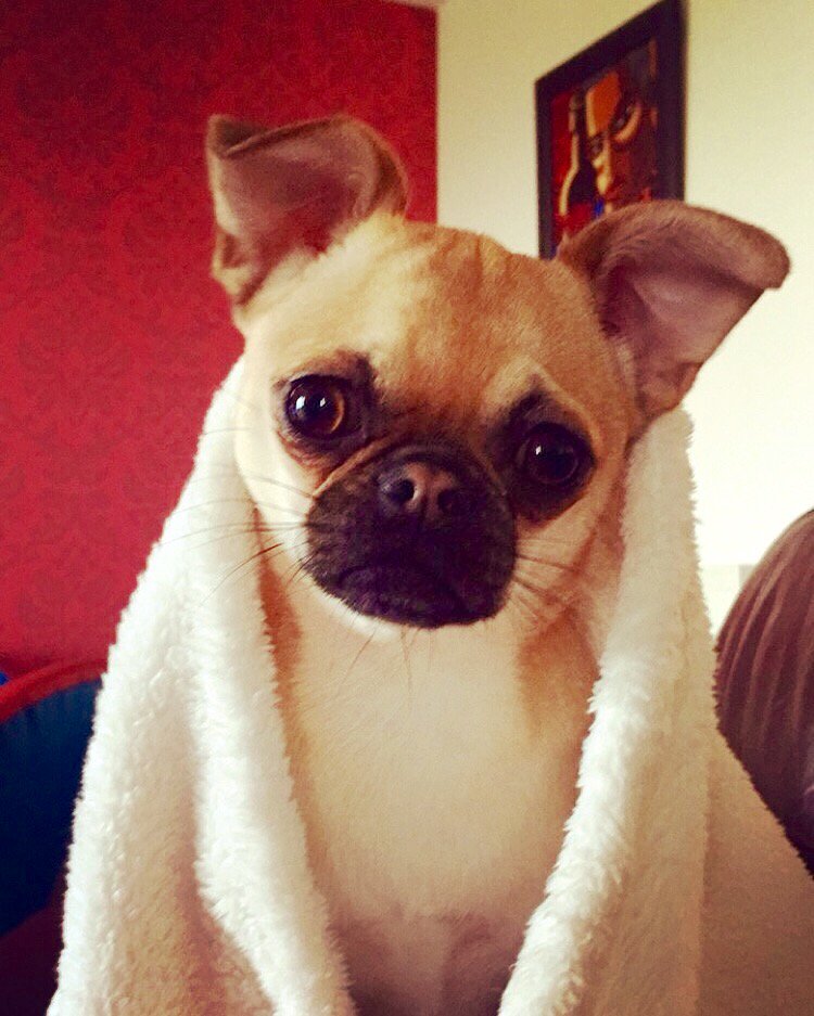 Dawson_Thomas's tweet photo. Vote for Dori is in Petsitters Ireland's Nose of Tralee competition.Clearly the Cutest dog. https://t.co/zVSuAV1kzF https://t.co/quieiP478s