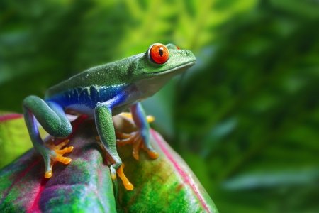 jamaicansdotcom's tweet photo. Facts on Jamaica: Special Type of Frog in Jamaica - https://t.co/y42HP3TarA #frog #jamaicafacts https://t.co/1oijOcUvys