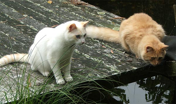 KittyCatWeb's tweet image. Cats Fishing