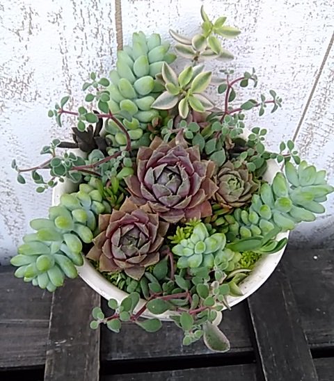 センペルビウムの育て方は 初心者が気になる増やし方や植え替えのコツも解説 暮らし の