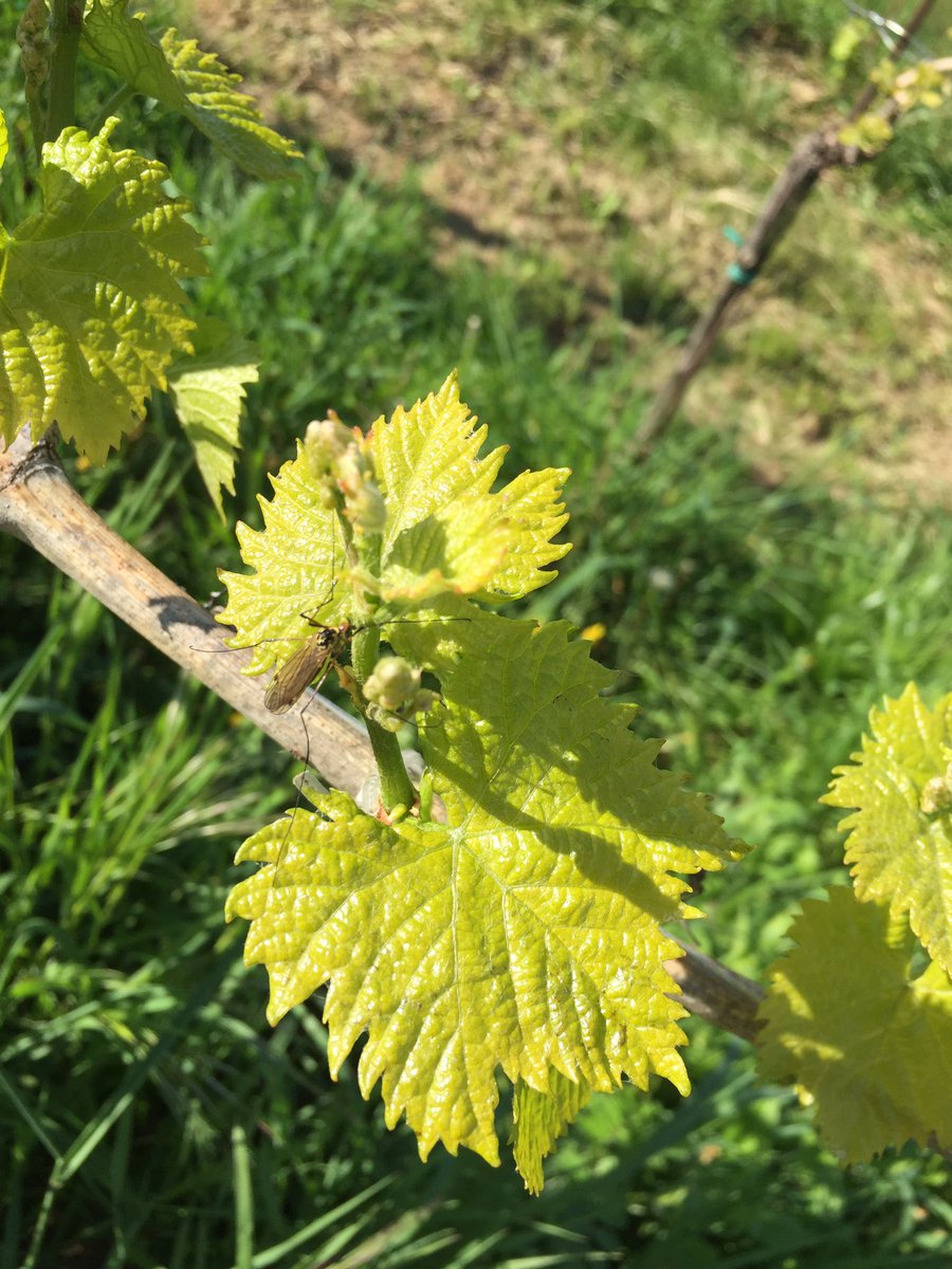 BetoSommelier's tweet photo. Porqué  es un producto de la #tierra de #campesinos el #vino es #ALIMENTO #VinoParaTodos @DrLadilla @Dani_Matamoros https://t.co/TGJL93PXdn
