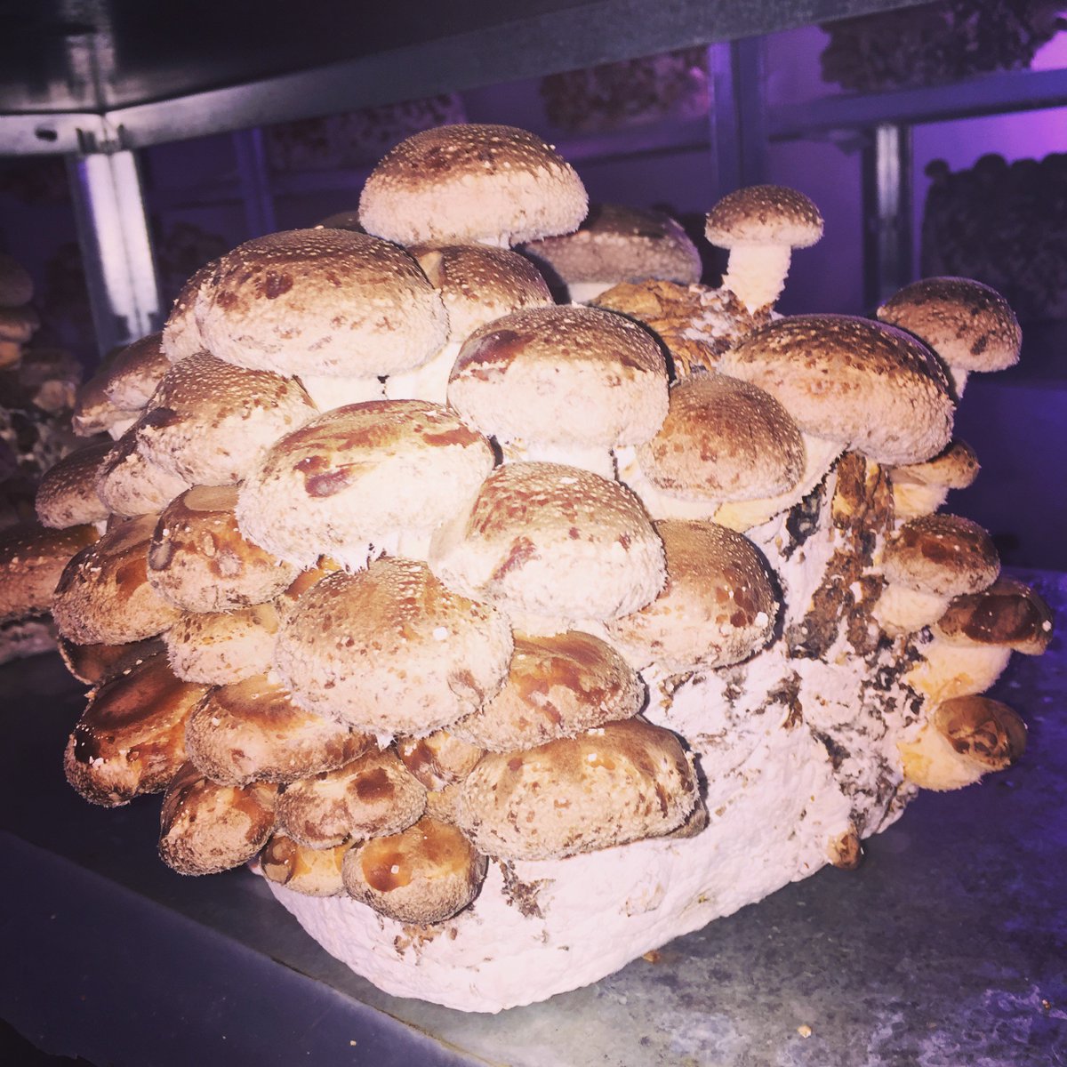 The Co-Op is growing; so are our mushrooms! #circulareconomy #Bruxelles #mushrooms