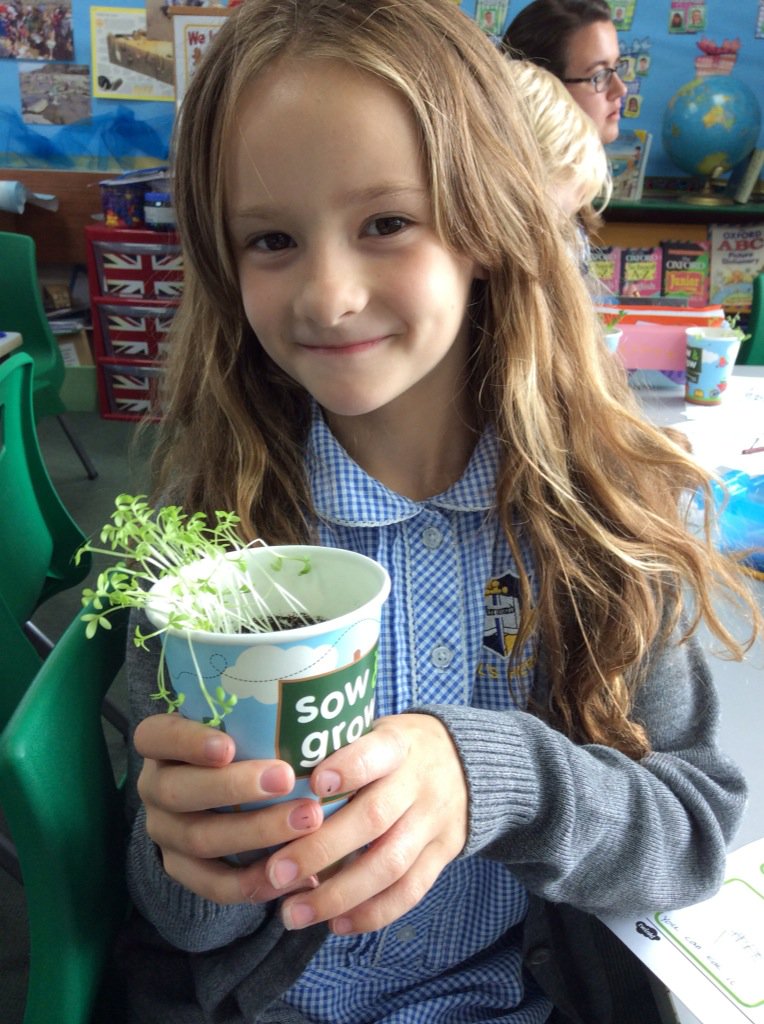 StPaulsPrimary1's tweet photo. Our seeds have germinated and developed into healthy plants. https://t.co/o3yORfmePw